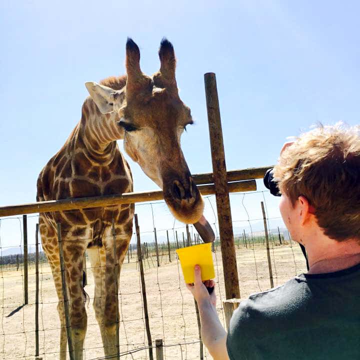Feeding a Giraffe close to Stellenbosch